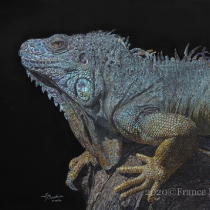 Scales and Bark - 265 hours
Black Colourfix Smooth
18.5" x 26.5"
Special Merit LightSpaceTime
Highly Commended UKCPS
Golden Turtle winner 2021
David Shepherd Award TWASI 21 Scales and Bark - 265 hours
Black Colourfix Smooth
18.5" x 26.5"
Special Merit LightSpaceTime
Highly Commended UKCPS
Golden Turtle winner 2021
David Shepherd Award TWASI 21